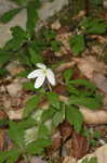 Windflower